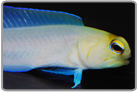 Pearly Jawfish
